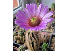 Echinocereus baileyi