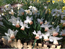 IMG 20180513 125912.jpg