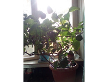 IMG 20201011 125649.jpg