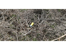 IMG 20210506 113119.jpg