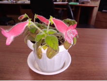 IMG 20210521 150256[1].jpg