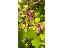 �������� ������� �������������� "������ ��������". ���� 250-350� �� 1 �������.