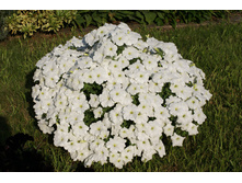 ��� ���� White