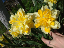 IMG 20180513 130043.jpg