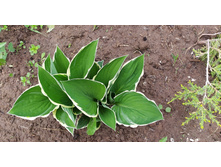 ����� 120 ��� �������