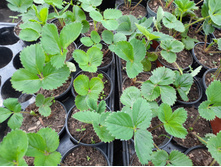 �������� ���� �������