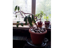 IMG 20210507 160410.jpg