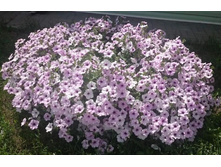 ������ Silver