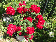 ���� ������