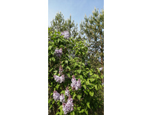 IMG 20210523 145442.jpg