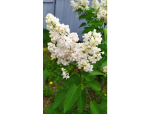 ������ �������� ����� ������,120 ���,��������