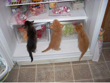 ��� - ��������� ��� ���������? ��� �����?