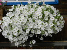 ����� White - 150 ���.