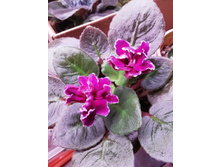 �� ������� �������