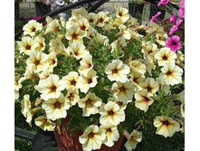 ������ Beautical French Vanilla