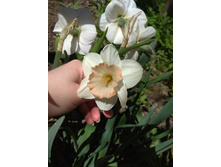 IMG 20180513 130109.jpg