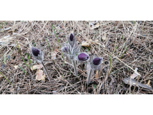 IMG 20210502 125946.jpg