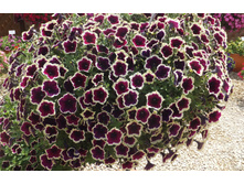 ��������� ��� �������� - 150 ���.