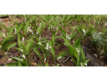 IMG 20210523 103540.jpg