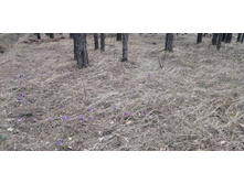 IMG 20210502 125912.jpg