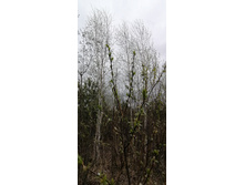 IMG 20210504 123658.jpg