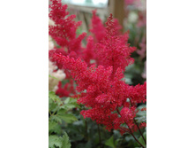 �������� ����������