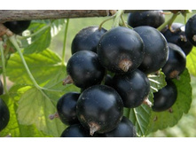 ��������� ������ ������� +21� (����)