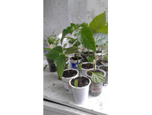 ����� ��