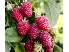 ������ ����� +21� (����)