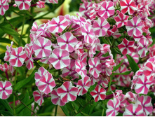 ����� "���������� �����".