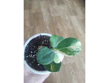 Green Island variegated.