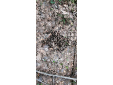 IMG 20210506 122535.jpg