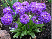 ������� ������������� ���������