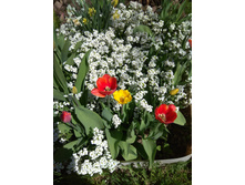 IMG 20180513 125813.jpg