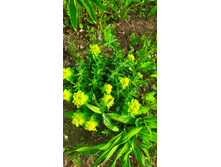 ������� �������������� 150 ���,