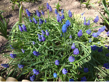 IMG 20180513 130021.jpg