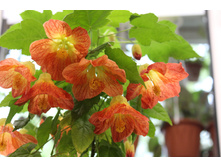 ������ - 300 ���.