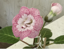 ��������� ���������