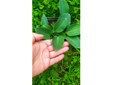 ����� ������� ����,120 ���