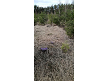 IMG 20210502 133707.jpg