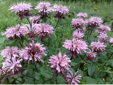 ������� ����� �� �����