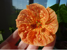 �������� - 250 ���.