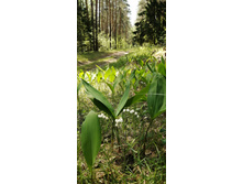 IMG 20210529 110247.jpg