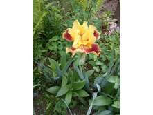 �� �������