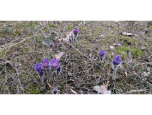 IMG 20210502 125014.jpg