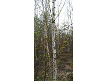 IMG 20210503 132536.jpg