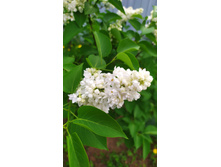 IMG 20210523 083320.jpg