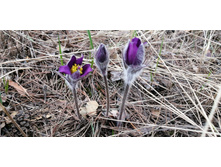 IMG 20210502 130049.jpg