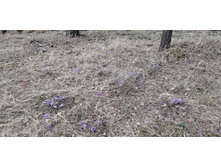 IMG 20210502 135329.jpg