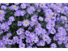 ����� ��������